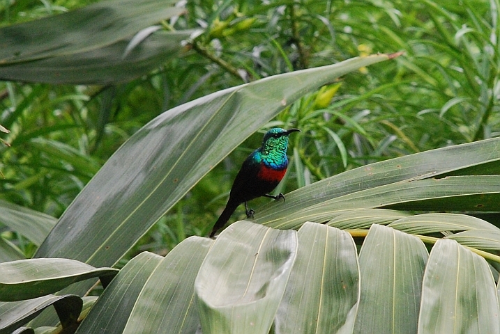 Red-chested Sunbird (Schmucknektarvogel) (m)