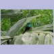 Red-chested Sunbird (Schmucknektarvogel) (m)