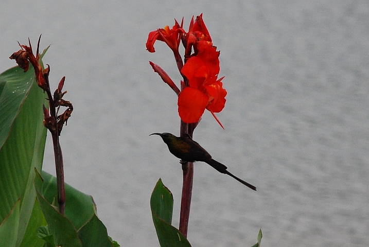 Bronze Sunbird (Bronzennektarvogel)