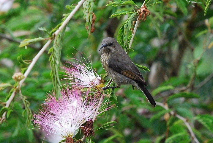 Red-chested Sunbird (Schmucknektarvogel) (f)