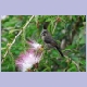 Red-chested Sunbird (Schmucknektarvogel) (f)