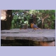White-browed Robin-Chat mit Nachwuchs (Weissbrauenrötel)