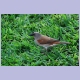 Grey-headed Sparrow (Graukopfsperling)