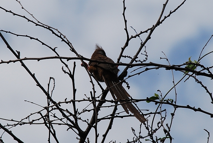 Speckled Mousebird (Braunflügel-Mausvogel)