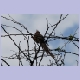 Speckled Mousebird (Braunflügel-Mausvogel)