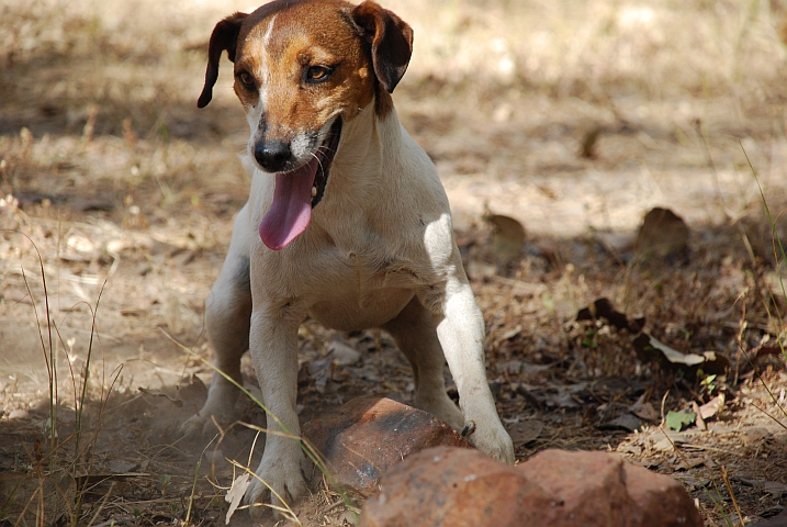 Der pfiffige Jack-Russel Terrier im Pioneer Camp in Lusaka, der gerne mit grossen Steinen spielt