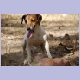 Der pfiffige Jack-Russel Terrier im Pioneer Camp in Lusaka, der gerne mit grossen Steinen spielt