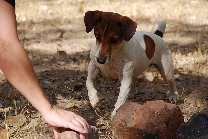 Der Jack-Russel Terrier schaut gespannt was Isabella mit “seinem“ Stein macht