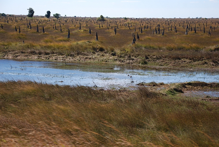 Verkohlte Termitenkegel am Rande der Bangweulusümpfe bei der Luapulabrücke