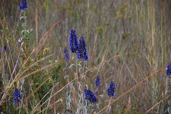 Leuchtend blaue Feldblumen im Norden von Sambia