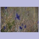 Leuchtend blaue Feldblumen im Norden von Sambia