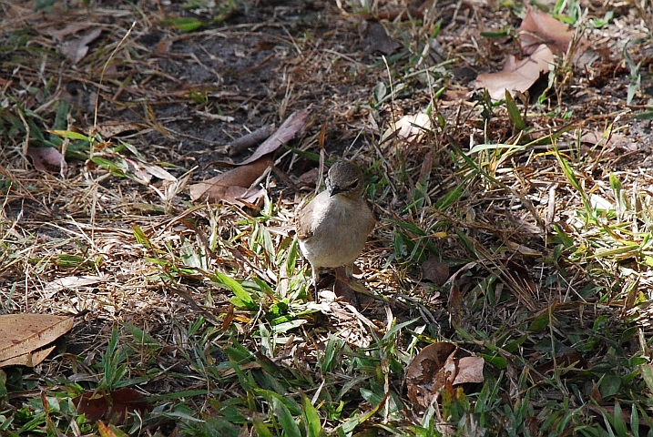 Pale Flycatcher (Fahlschnäpper)