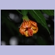 Chinese Lantern-Blüte