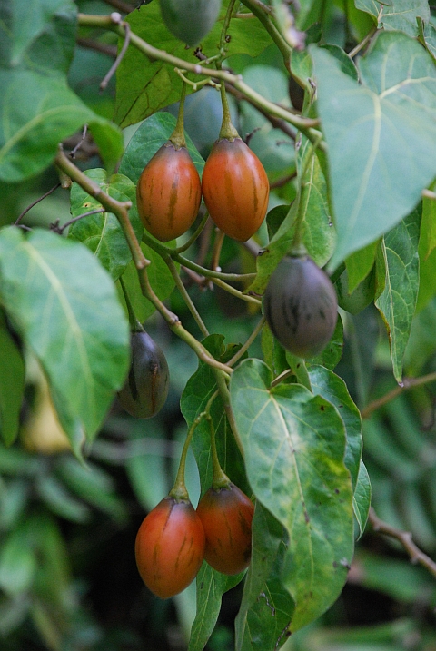 Baum-Tomate am Baum hängend