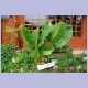 “Elephant ear“-Pflanze vor der Lodge von Kapishya Hot Springs