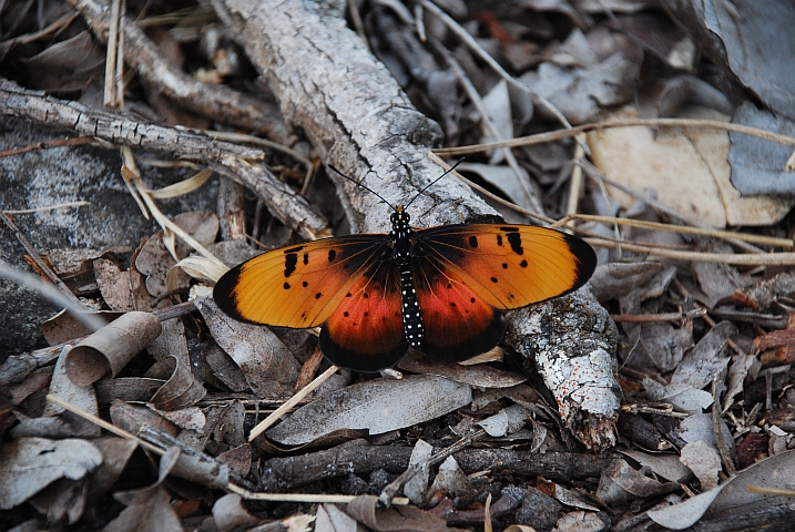 Bunter Schmetterling