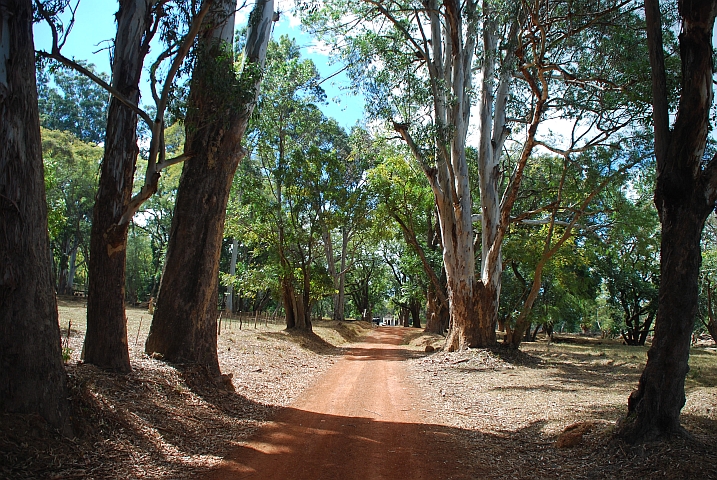 Alte Bäume in Shiwa Ngandu