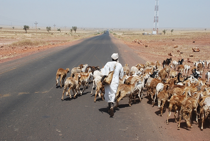 Im Gegensatz zu Äthiopien treibt im Sudan der Hirte Schafe und Ziegen von der Strasse