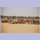 Kamelmarkt in der Nähe von Kheleiwa am Nil auf dem Weg nach Dongola