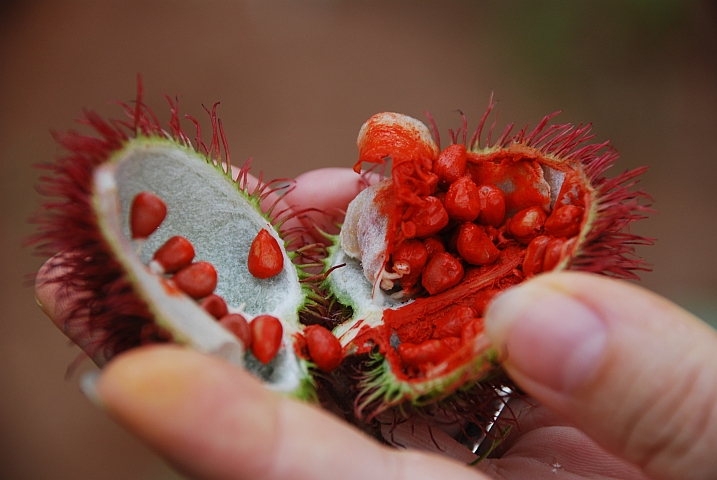 Frucht des “Lipstick Tree“