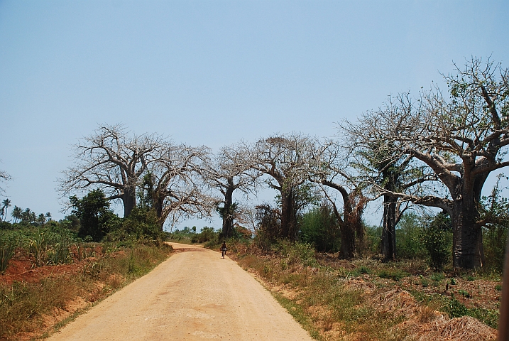 Baobabs zwischen Pangani und Tanga