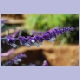 Violette Blütenrispe in den Usambaras