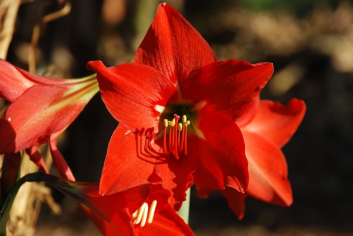 Rote Blüte in den Usambaras