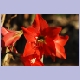 Rote Blüte in den Usambaras