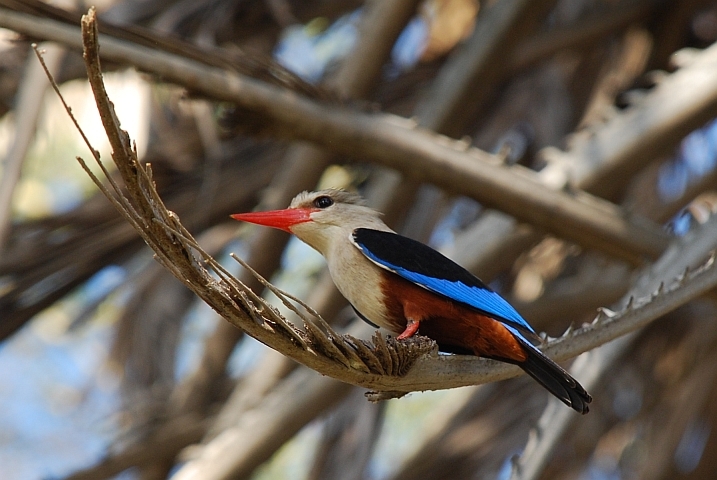 Grey-headed Kingfisher (Graukopfliest)