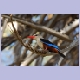 Grey-headed Kingfisher (Graukopfliest)