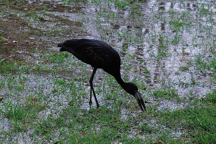 African Openbill (Mohrenklaffschnabel)