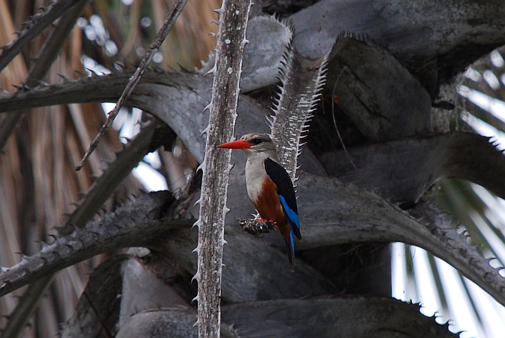 Grey-headed Kingfisher (Graukopfliest)