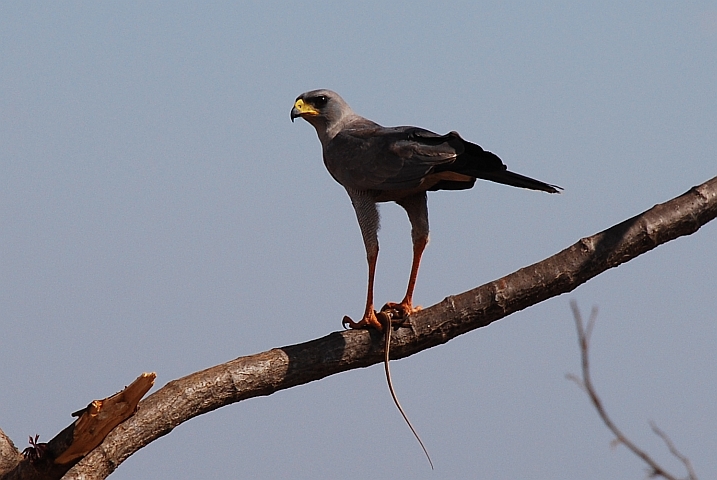 Eastern Chanting-Goshawk (Weissbürzel-Singhabicht) mit seinem Abendessen