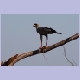 Eastern Chanting-Goshawk (Weissbürzel-Singhabicht) mit seinem Abendessen