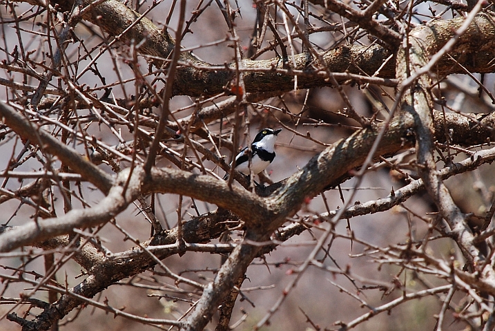 Eastern Black-headed Batis (Kongobatis)