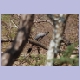 White-bellied Go-away-bird (Weissbauch-Lärmvogel)