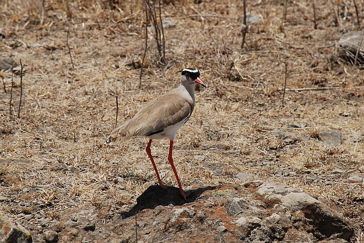 Crowned Lapwing (Kronenkiebitz)