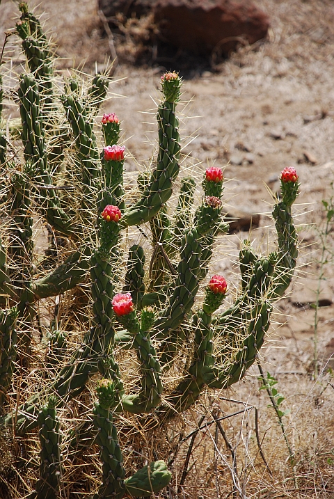 Kaktusblüten in der Nähe von Ngare Nanyuki am Fusse des Mount Meru