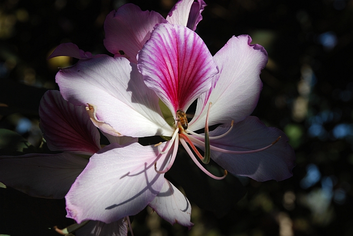 Unbekannte Blüte mit einer Biene