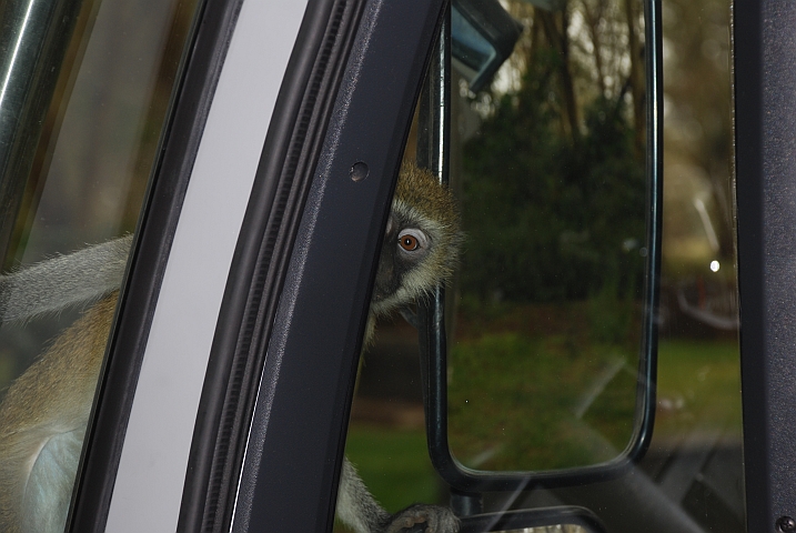 Junge Meerkatze spienzelt ins Fahrerhaus