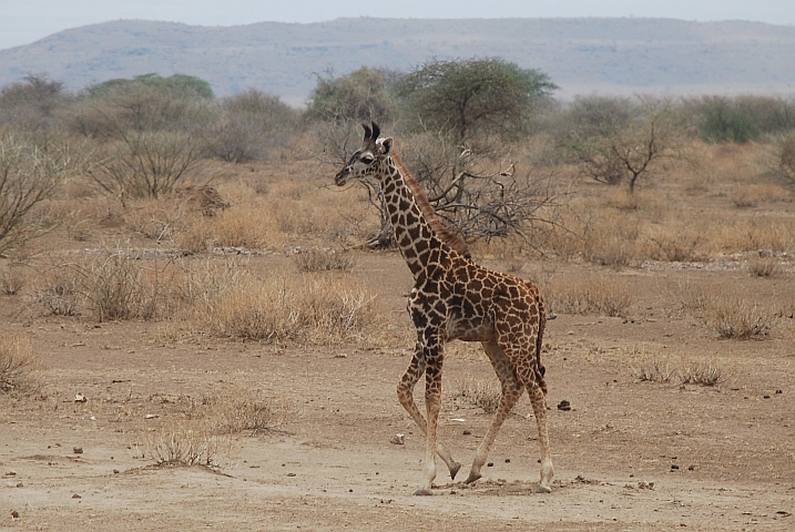 Junge Giraffe bei Engaruka auf dem Weg zum Lake Natron