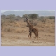 Junge Giraffe bei Engaruka auf dem Weg zum Lake Natron