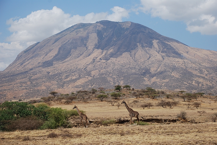 Giraffen vor dem Vulkan Kerimasi