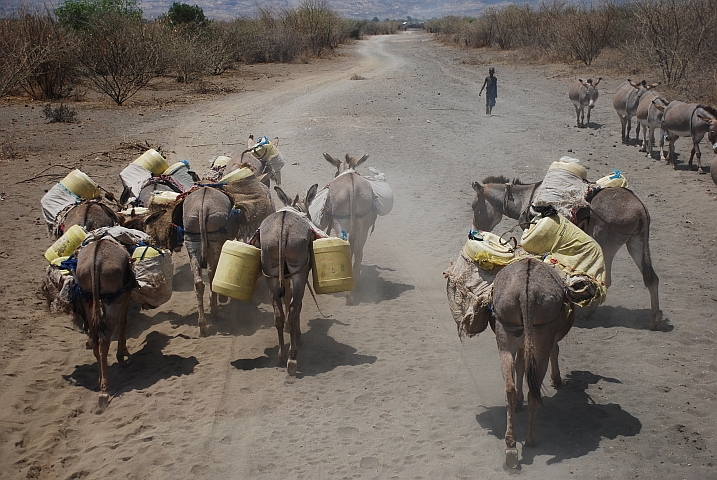 Esel als Wasserträger der Massai von Engaruka