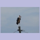 Marabou Stork (Marabu) auf einem Leitungsmast