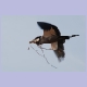 Black-headed Heron (Schwarzhalsreiher) mit Nistgut unterwegs zum Nest