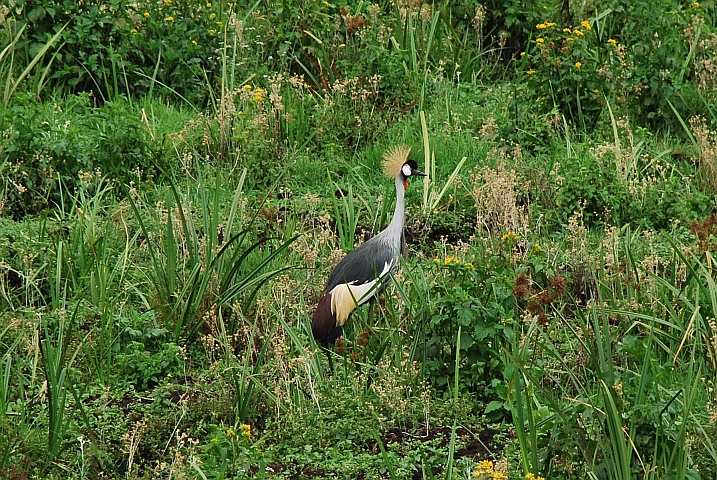 Grey Crowned Crane (Südafrikanischer Kronenkranich)