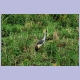 Grey Crowned Crane (Südafrikanischer Kronenkranich)