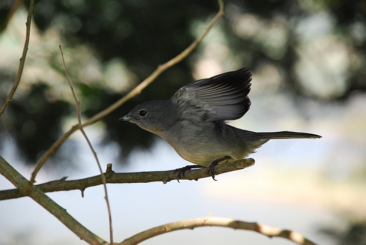 Einer der schwierig zu bestimmen ist und deshalb ohne Gewähr: Dusky Alseonax, auch African Dusky Flycatcher genannt (Dunkelschnäpper)