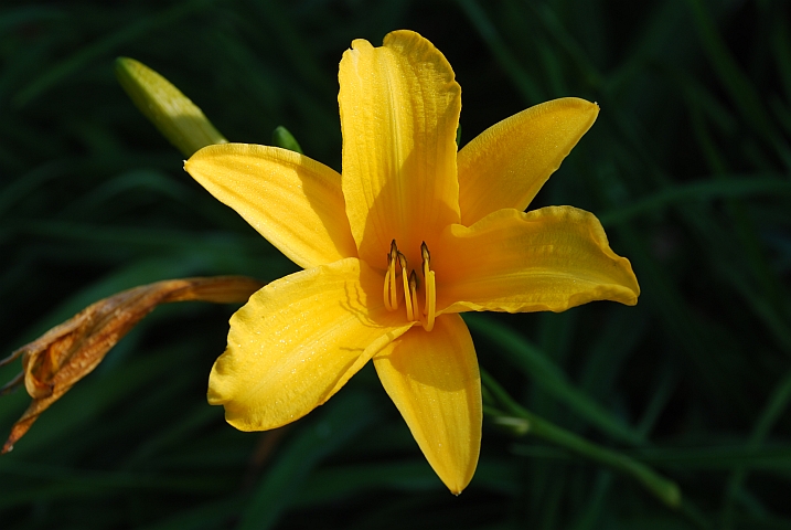 Unbekannte gelbe Blume im Garten des Bunyonyi Overland Resort